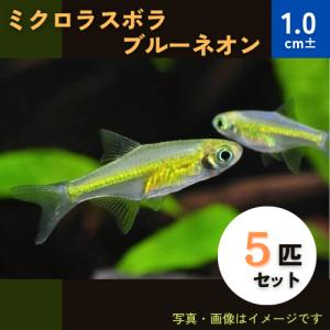 (熱帯魚・コイ)　ミクロラスボラ”ブルーネオン”　1cm±　5匹｜mame-store