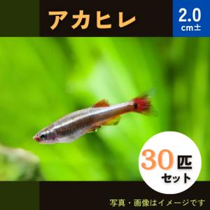 アカヒレ 餌の商品一覧 通販 Yahoo ショッピング