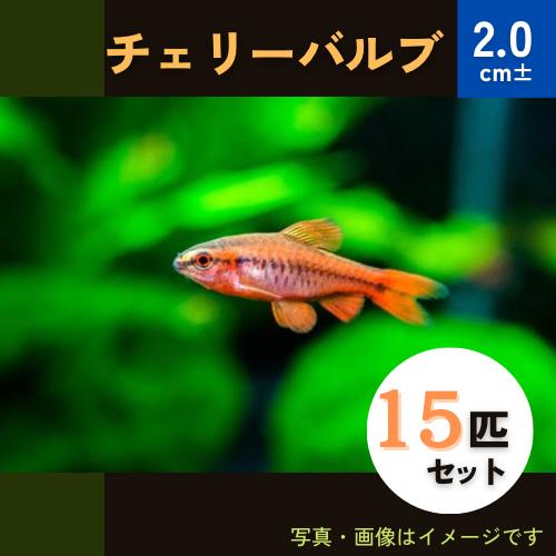 (熱帯魚・コイ)　チェリーバルブ　2cm±　15匹