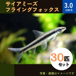 (熱帯魚・コイ)　サイアミーズフライングフォックス　3cm±　30匹｜mame-store
