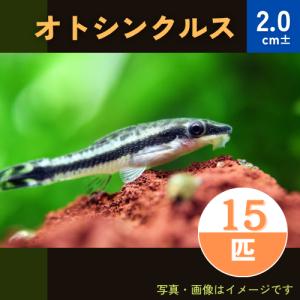 (熱帯魚・オトシン)　オトシンクルス　2cm±　15匹｜mame-store