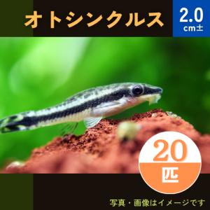 (熱帯魚・オトシン)　オトシンクルス　2cm±　20匹｜mame-store