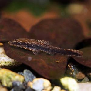 (熱帯魚・オトシン)　オトシンネグロ　1.5cm　1匹