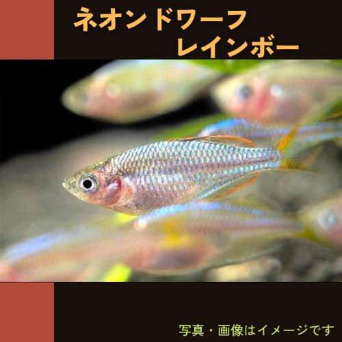 (熱帯魚・レインボーフィッシュ)　ネオンドワーフ・レインボー　1.5cm±　5匹