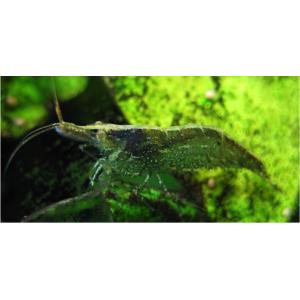 （熱帯魚・淡水エビ）　ミナミヌマエビ　1.5cm±　20匹