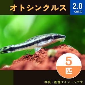 (熱帯魚・オトシン)　オトシンクルス　2cm±　5匹｜mame-store