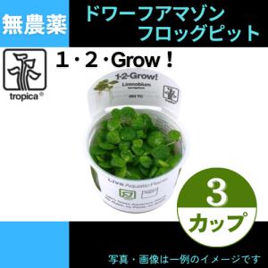 (Tropica・水草)ドワーフアマゾン・フロッグピット＜3カップ＞【1・2・grow!】｜mame-store