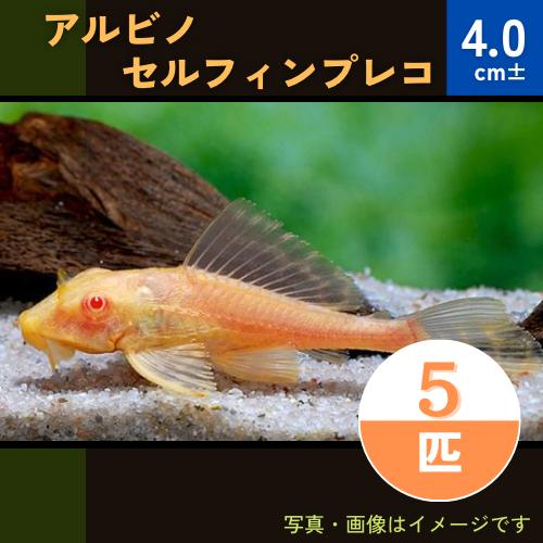 (熱帯魚・プレコ) 　アルビノセルフィンプレコ　4cm　5匹