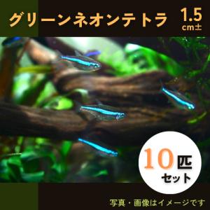 (熱帯魚・カラシン)　グリーンネオンテトラ　 1.5cm±　10匹｜mame-store