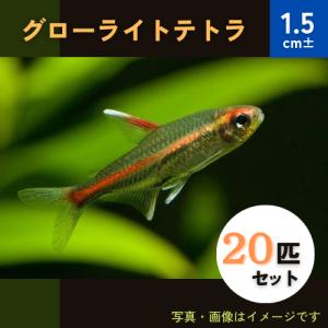 (熱帯魚・カラシン)　グローライトテトラ　1.5cm±　20匹｜mame-store