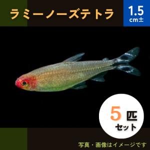 (熱帯魚・カラシン)　ラミーノーズテトラ　1.5cm±　5匹｜mame-store