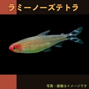 (熱帯魚・カラシン)　ラミーノーズテトラ　1.5cm±　10匹｜mame-store