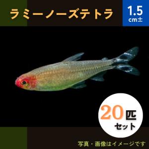 (熱帯魚・カラシン)　ラミーノーズテトラ　1.5cm±　20匹｜mame-store