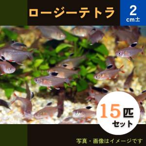 (熱帯魚・カラシン)　ロージーテトラ　2cm±　15匹｜mame-store