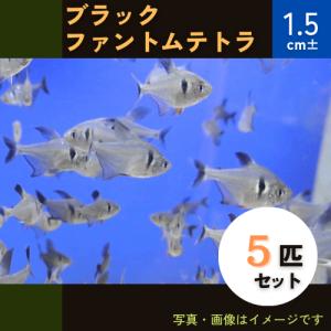 (熱帯魚・カラシン)　ブラックファントムテトラ　1.5cm±　5匹｜mame-store