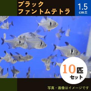 (熱帯魚・カラシン)　ブラックファントムテトラ　1.5cm±　10匹｜mame-store