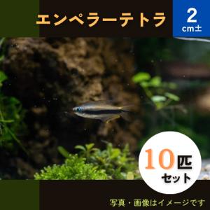 (熱帯魚・カラシン)　エンペラーテトラ　2cm±　10匹｜mame-store