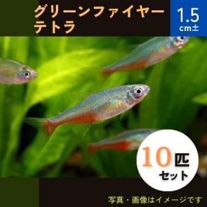 (熱帯魚・カラシン)　グリーンファイヤーテトラ　1.5cm±　10匹｜mame-store