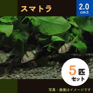 (熱帯魚・コイ)　スマトラ　2cm±　5匹