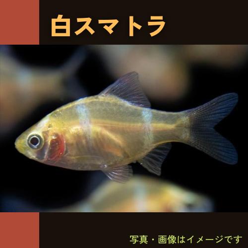 (熱帯魚・コイ)　白スマトラ　2cm±　5匹