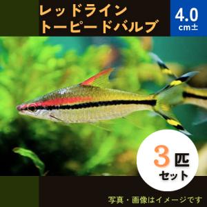 (熱帯魚・コイ)　レッドライントーピードバルブ　4cm±　3匹｜mame-store