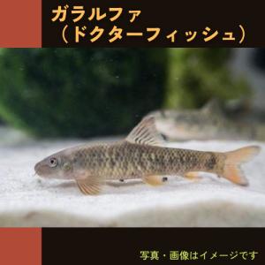 (熱帯魚・コイ)　ガラ・ルファ (ドクターフィッシュ)　2cm±　5匹｜mame-store