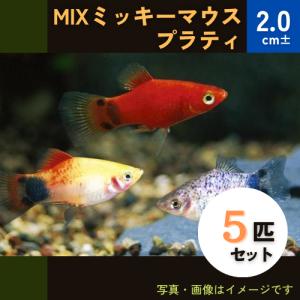 ミッキーマウスプラティの商品一覧 通販 Yahoo ショッピング