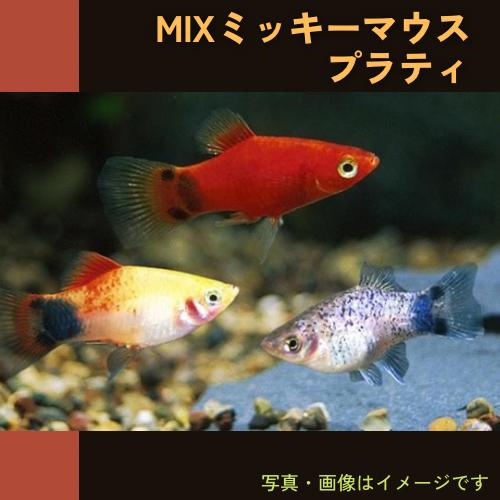 (熱帯魚・プラティ)　MIXミッキーマウスプラティ　2cm±　10匹