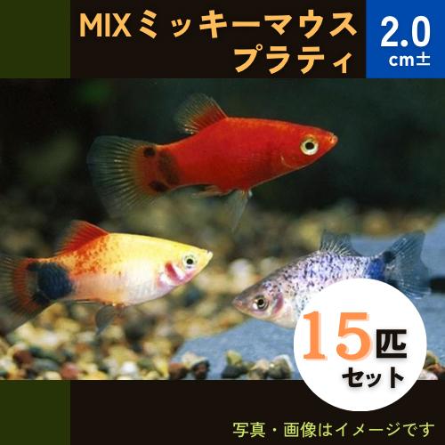 (熱帯魚・プラティ)　MIXミッキーマウスプラティ　2cm±　15匹