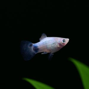 ミッキーマウスプラティの商品一覧 通販 Yahoo ショッピング