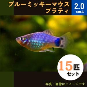 (熱帯魚・プラティ)　ブルーミッキーマウスプラティ　2cm±　15匹｜mame-store