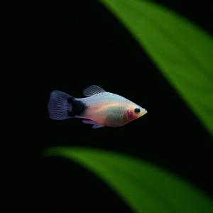 熱帯魚 カダヤシ メダカ ホワイトミッキーマウスプラティ ５匹 Fmda0021 増子水景 通販 Yahoo ショッピング