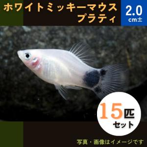 (熱帯魚・プラティ)　ホワイトミッキーマウスプラティ　2cm±　15匹｜mame-store