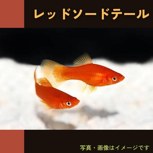 (熱帯魚・ソードテール)　レッド・ソードテール　2.5cm±　5匹