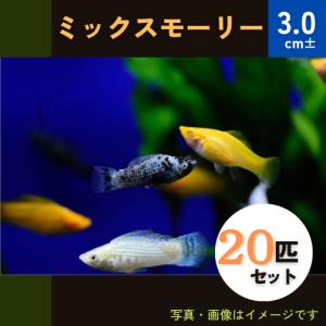 (熱帯魚・モーリー)　ミックスモーリー　3cm±　20匹｜mame-store