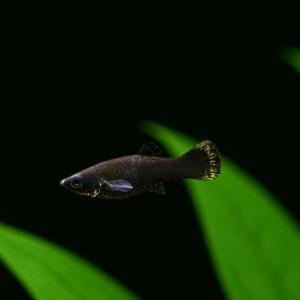 (熱帯魚・モーリー)　ブラックモーリー　3cm±　5匹