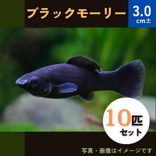 (熱帯魚・モーリー)　ブラックモーリー　3cm±　10匹