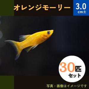 (熱帯魚・モーリー)　オレンジモーリー　3cm±　30匹｜mame-store