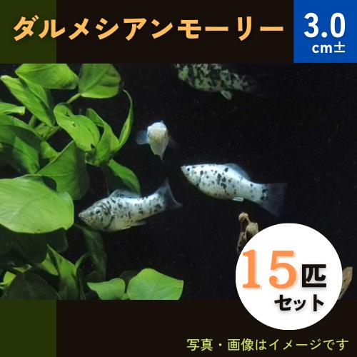 (熱帯魚・モーリー)　ダルメシアンモーリー　3cm±　15匹