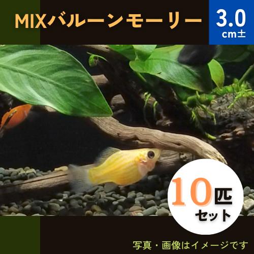 (熱帯魚・モーリー)　MIXバルーンモーリー　3cm±　10匹