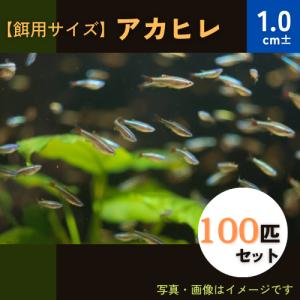(熱帯魚・コイ)　アカヒレ　Sサイズ　1cm±　100匹｜増子水景