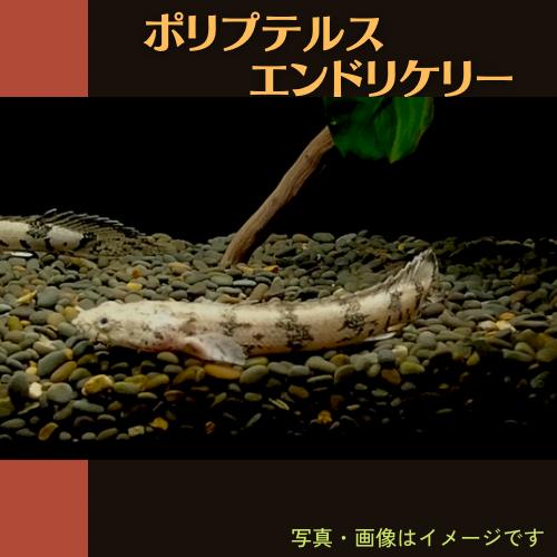 (熱帯魚・古代魚)　ポリプテルス・エンドリケリー　東南ブリード 7cm±　1匹