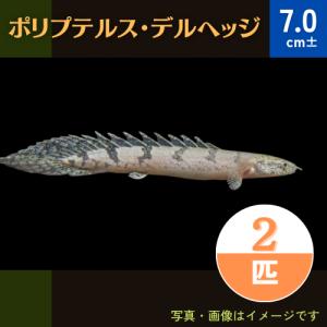 (熱帯魚・古代魚)　ポリプテルス・デルヘッジ  7cm±　2匹｜mame-store