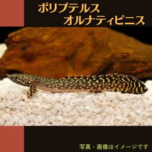 (熱帯魚・古代魚)　ポリプテルス・オルナティピニス 東南ブリード　5cm±　1匹｜mame-store