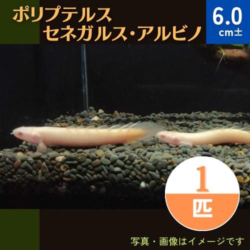 (熱帯魚・古代魚)　ポリプテルス・セネガルス・アルビノ　6cm±　1匹