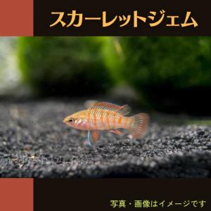 (熱帯魚・その他)　スカーレットジェム　1cm±　1匹｜mame-store