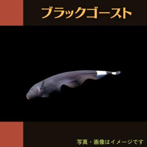 (熱帯魚・その他)　ブラックゴースト　6cm±　1匹