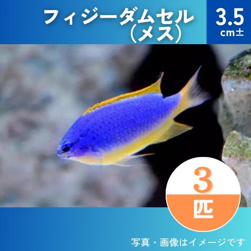 （海水魚・スズメダイ）　フィジーダムセル（メス）　3.5cm±　3匹