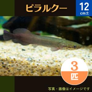 (熱帯魚・古代魚)　ピラルクー　12cm±　3匹｜mame-store