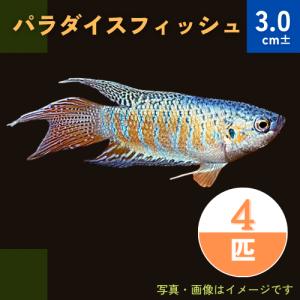 (熱帯魚・グラミー)　パラダイスフィッシュ　3cm±　4匹｜mame-store